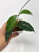 Load image into Gallery viewer, Hoya Cystiantha Splash