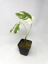 Load image into Gallery viewer, Monstera Deliciosa Albo Variegated D