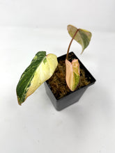 Load image into Gallery viewer, Philodendron Gloriosum Variegated A