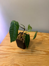 Load image into Gallery viewer, 197. Philodendron Sharoniae