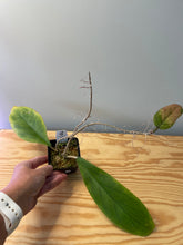 Load image into Gallery viewer, 2. Hoya Vitellinoides