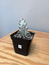 Load image into Gallery viewer, 67. Euphorbia Lactea &#39;White Ghost&#39;