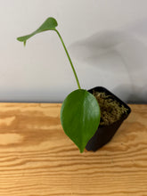 Load image into Gallery viewer, 80. Monstera Deliciosa Aurea Variegated