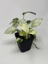 Load image into Gallery viewer, Epipremnum Pinnatum 'Marble' Variegated (Large)