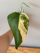 Load image into Gallery viewer, 341. Monstera Deliciosa Aurea Variegated