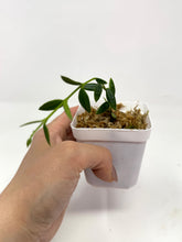 Load image into Gallery viewer, Hoya Engleriana