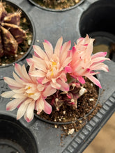 Load image into Gallery viewer, Gymnocalycium Mihanovichii ‘Day Dream’ (Ships within Canada only)