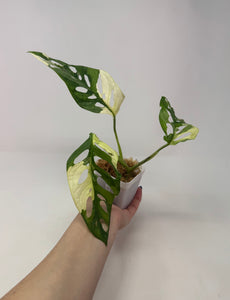 Monstera Adansonii Variegated C