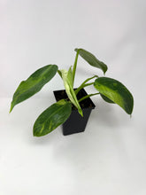 Load image into Gallery viewer, Philodendron Jose Buono