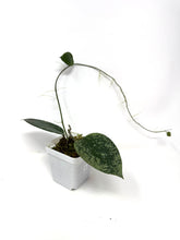 Load image into Gallery viewer, Hoya Glabra Silver D