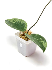 Hoya Glabra Silver A