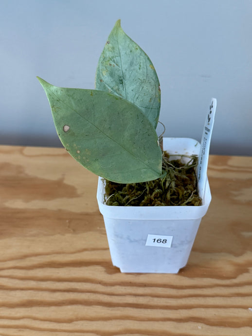 168. Hoya Coriacea Silver
