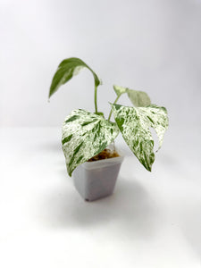 Epipremnum Pinnatum 'Marble' Variegated