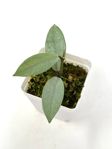 Hoya Wilbur Graves Silver D