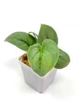 Load image into Gallery viewer, Scindapsus Pictus &#39;Platinum&#39;