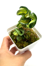 Load image into Gallery viewer, Hoya Carnosa Compacta Variegated (Mauna Loa)