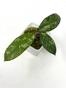 Hoya Gunung Gading Ghost D