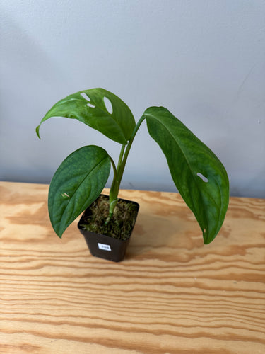 104. Monstera Esqueleto