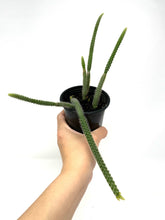 Load image into Gallery viewer, Aporocactus Flagelliformis ‘Rat tail Cactus’ (Ships within Canada only)