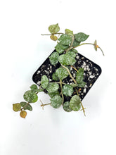 Load image into Gallery viewer, Hoya Curtisii