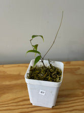 Load image into Gallery viewer, 67. Hoya Exilis