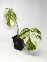 Load image into Gallery viewer, Monstera Deliciosa Albo Variegated B