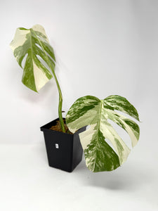 Monstera Deliciosa Albo Variegated B