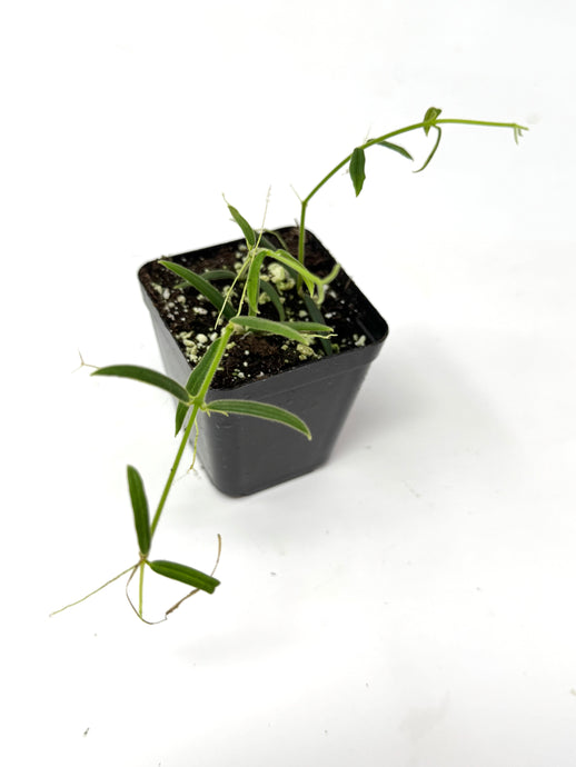 Hoya Linearis