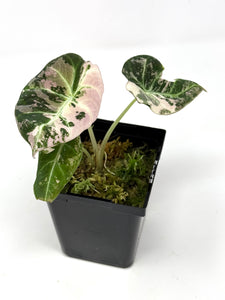 Alocasia Black Velvet Variegated B