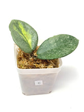 Load image into Gallery viewer, Hoya Carnosa ‘Argentea Princess’ C