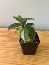Load image into Gallery viewer, 313. Hoya Carnosa Krimson Princess