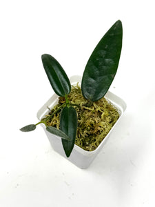 Hoya Stenaokei