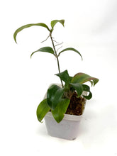 Load image into Gallery viewer, Hoya Merrillii