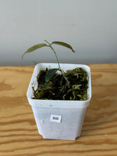 Load image into Gallery viewer, 66. Hoya Exilis