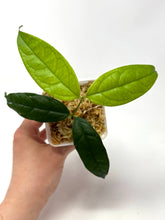 Load image into Gallery viewer, Hoya Campanulata