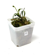 Load image into Gallery viewer, Hoya Manipurensis Variegated C