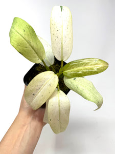 Philodendron Whipple Way A