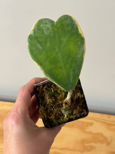 145. Hoya Kerrii Albo Variegated