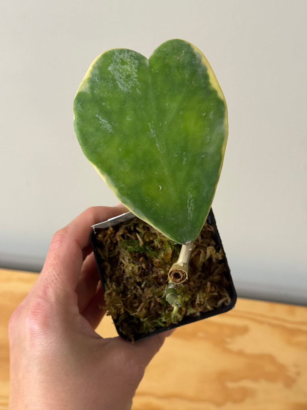 145. Hoya Kerrii Albo Variegated