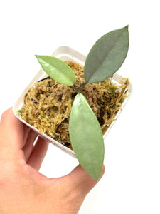 Hoya Wilbur Graves Silver B