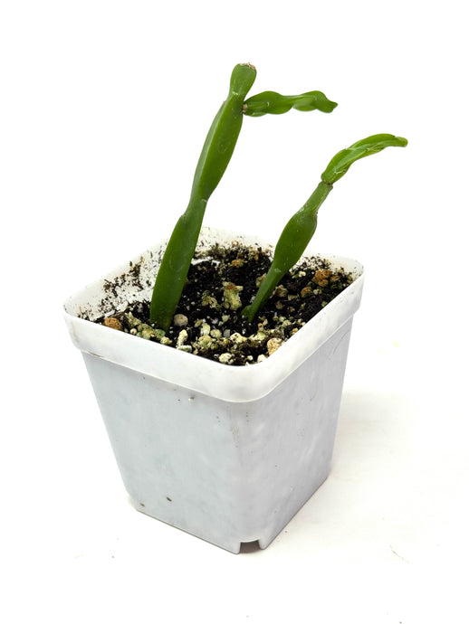 Rhipsalis Paradoxa (Ships within Canada only)