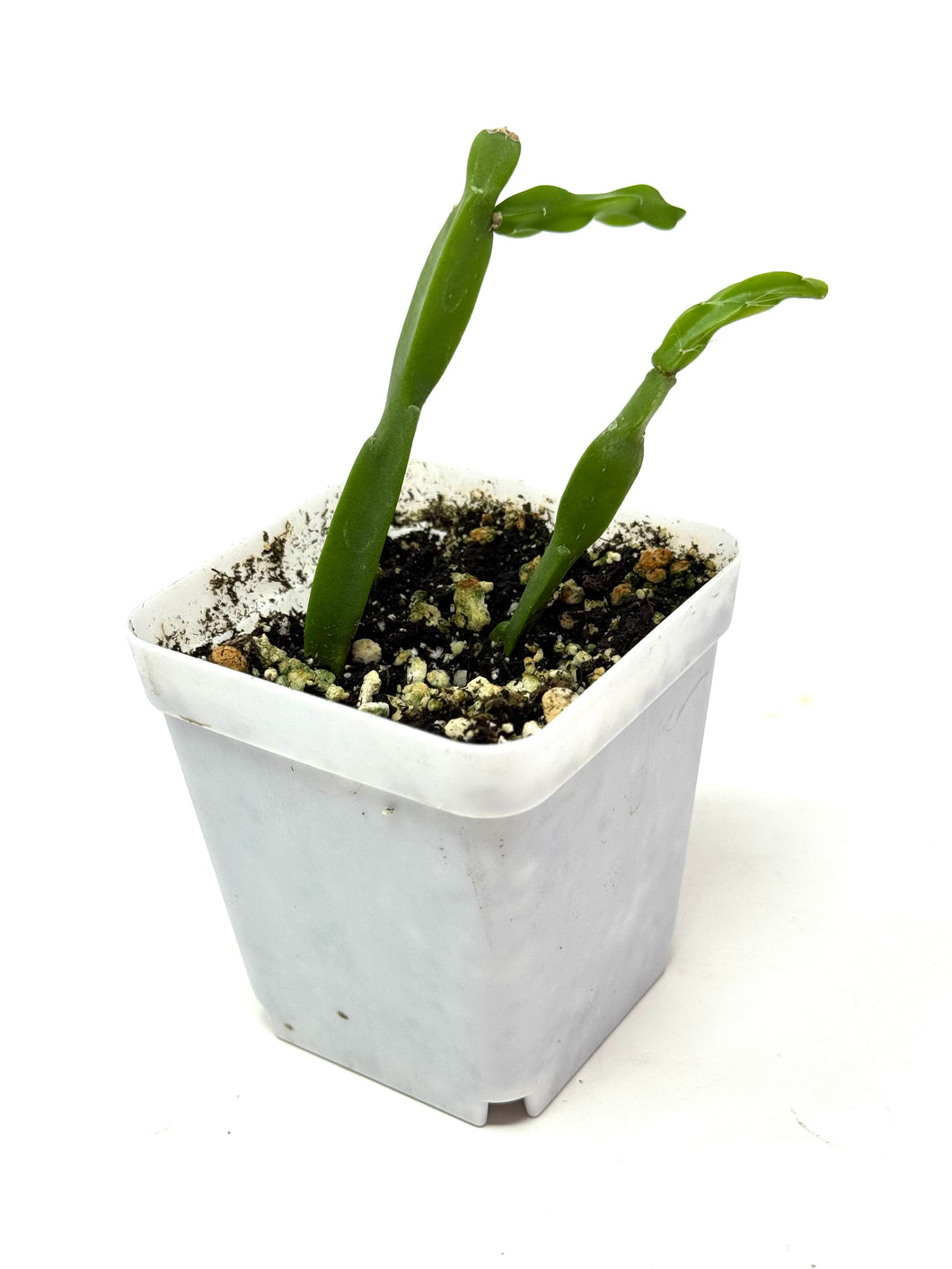 Rhipsalis Paradoxa (Ships within Canada only)
