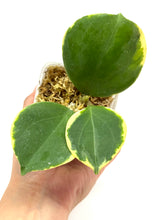 Load image into Gallery viewer, Hoya Pachyclada Albo Variegated