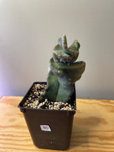 Load image into Gallery viewer, 80. Cereus Forbesii cv. Spiralis &#39;Spiral Cactus&#39;