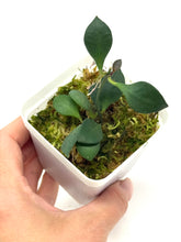 Load image into Gallery viewer, Hoya Carmelae