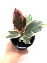 Load image into Gallery viewer, Ficus Elastica Ruby