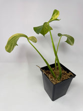 Load image into Gallery viewer, Monstera Deliciosa Aurea Variegated A