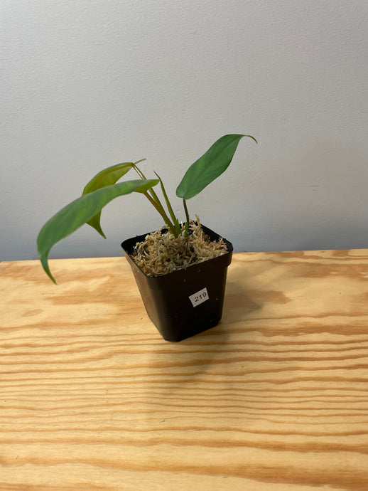219. Philodendron Mayoi