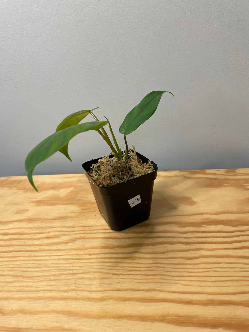 219. Philodendron Mayoi