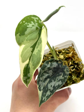 Scindapsus Mayari Variegated F